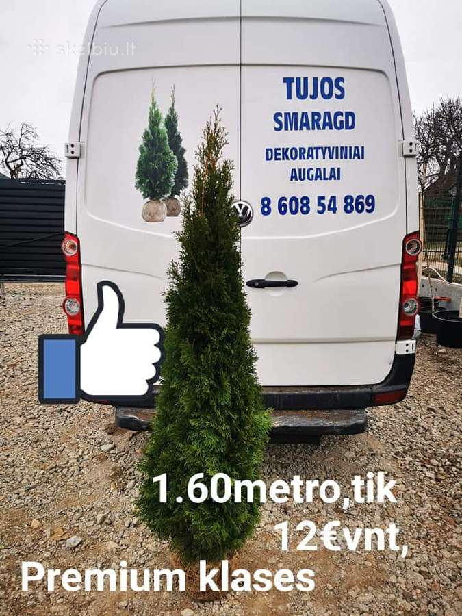 Tujos smaragd Vilniuje tuja smaragd gyvatvorei - nuotraukos Nr. 2