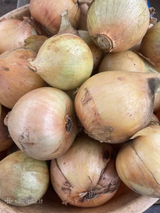 Bulvės į namus - nuotraukos Nr. 6