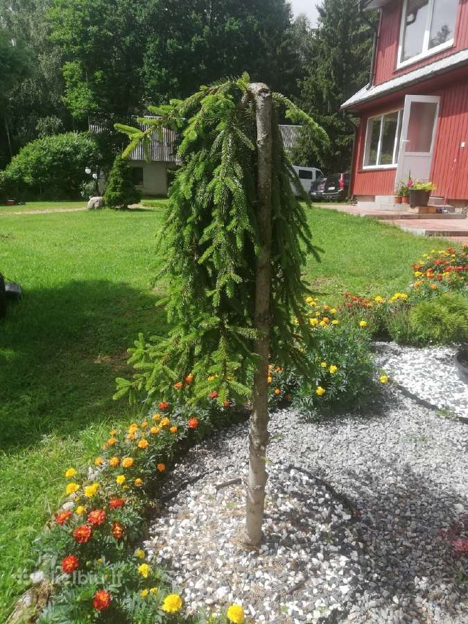 Eglė skiepyta Inversa - Skelbiu.lt