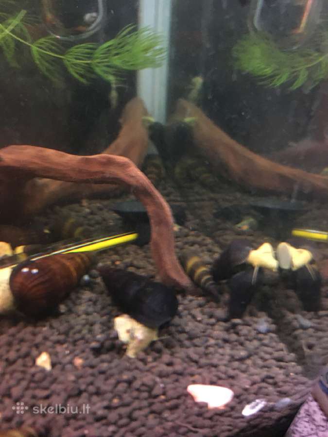 Rabbit snail sraigės