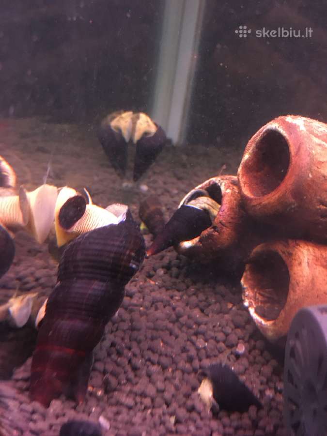 Rabbit snail sraigės - nuotraukos Nr. 2