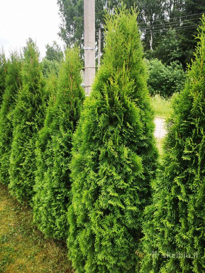Tujos Smaragd Gyvatvorei Vilniuje Ir Kiti Miestai - nuotraukos Nr. 5