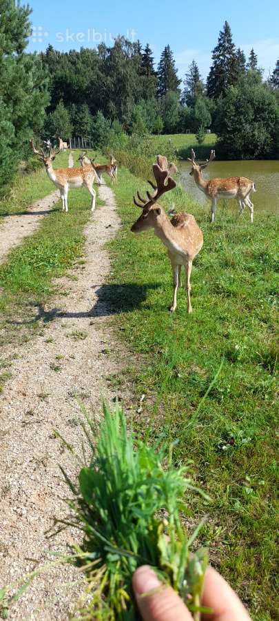 Parduodu Danielius. Patinai, pateles, jaunikliai - nuotraukos Nr. 7