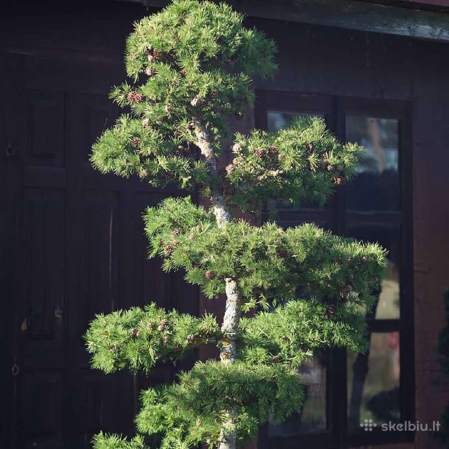 Maumedžiai sodo bonsai (niwaki) - nuotraukos Nr. 2