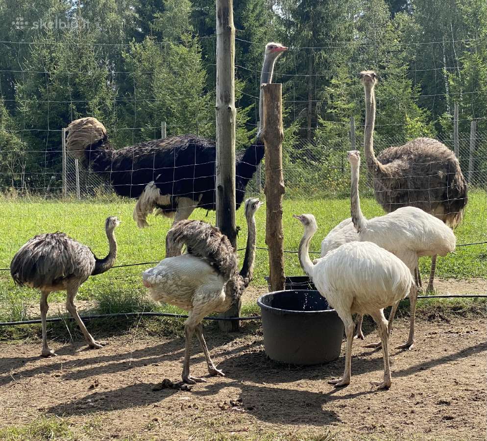 Nandu 150+50 - nuotraukos Nr. 5
