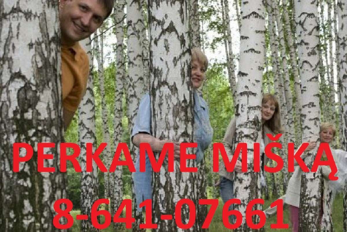 Geriausia miško kaina lietuvoje