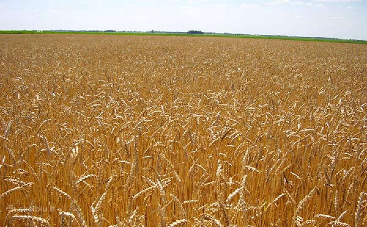 Supirkimas Kulėtų, Su Kenkėjais, Drėgnų Grūdų