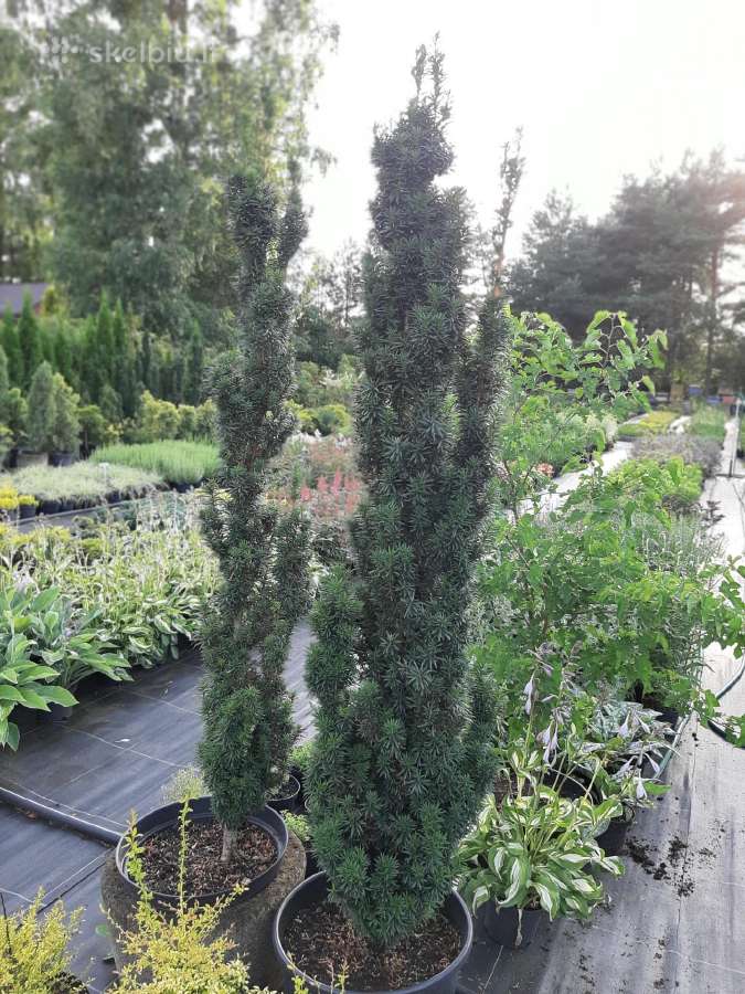 Kukmedžiai "Elegantissima", "Fastigiata", "Hicksi" - nuotraukos Nr. 4
