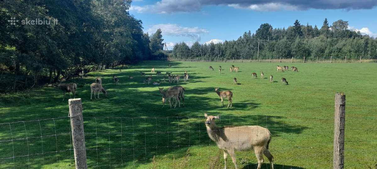 Parduodu Danielius. Patinai, pateles, jaunikliai - nuotraukos Nr. 10