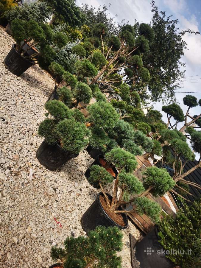Formuoti Skiepiti pušies bonsai pinus nigra brepo