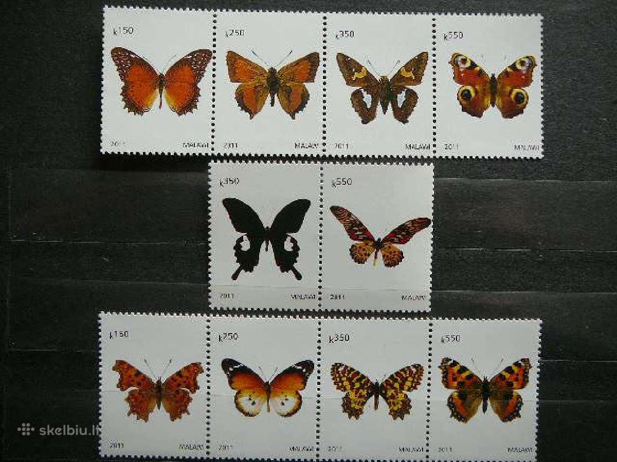 Drugeliai Malavis 2011 svarus mlw11 - nuotraukos Nr. 2