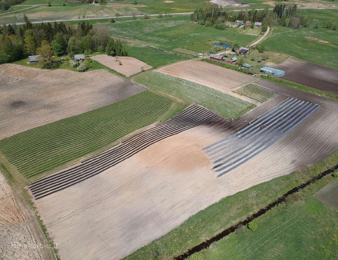 Smidrų (šparagų) daigai – patikrinti, sertifikuoti - nuotraukos Nr. 15