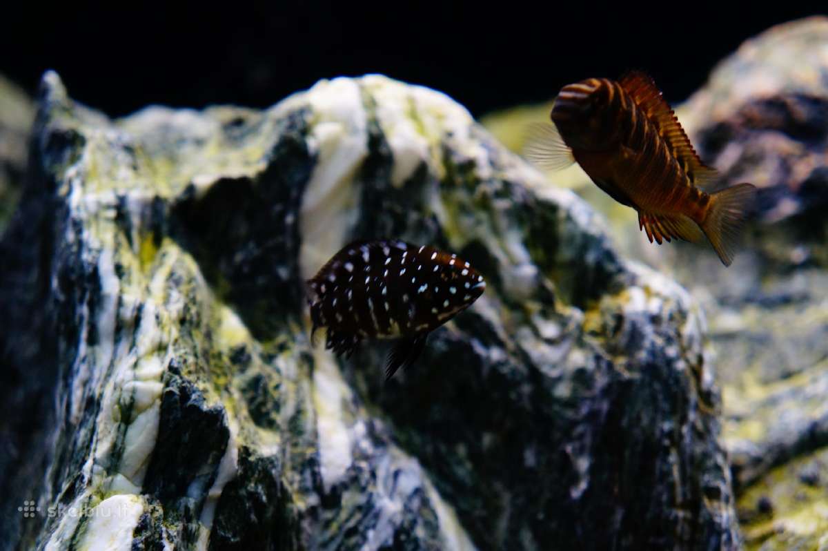 Tropheus Duboisi - nuotraukos Nr. 12