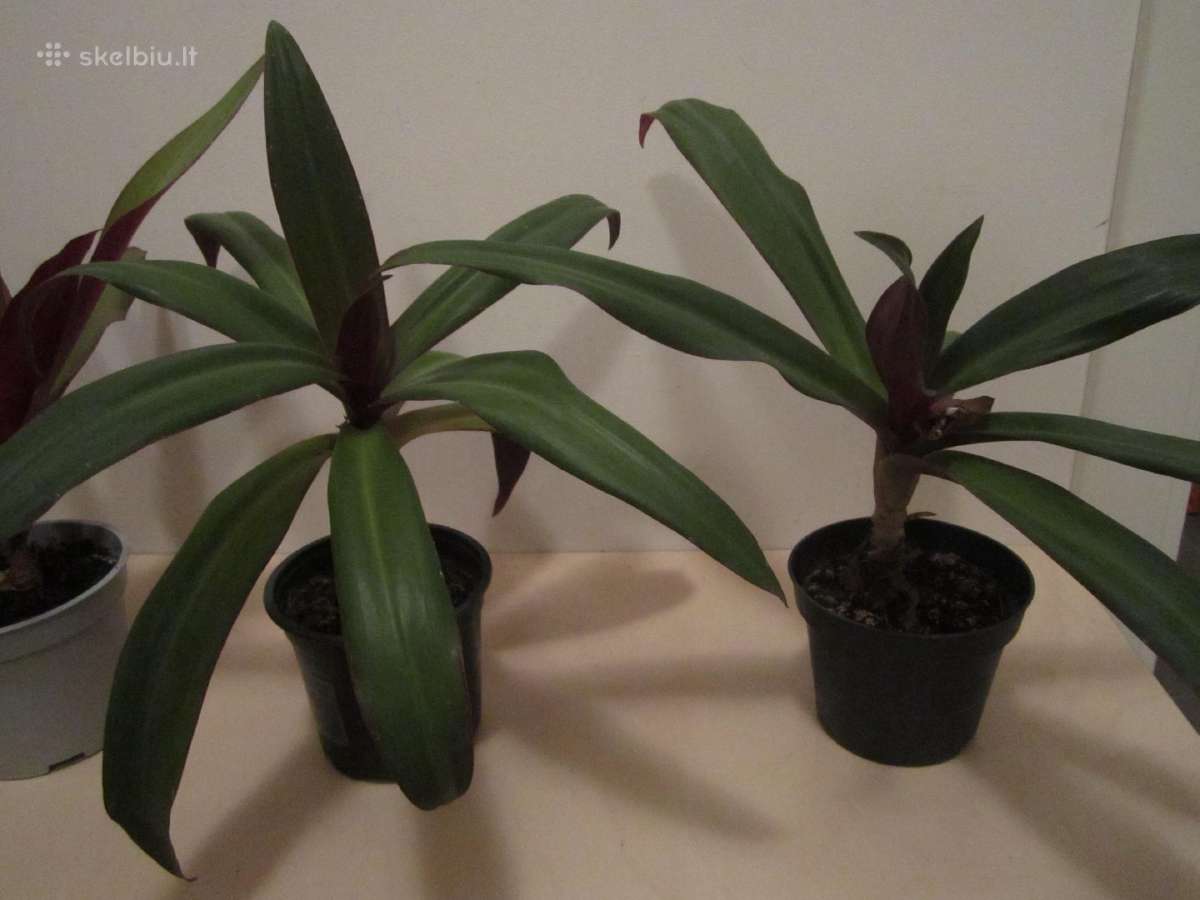 Rėjus
