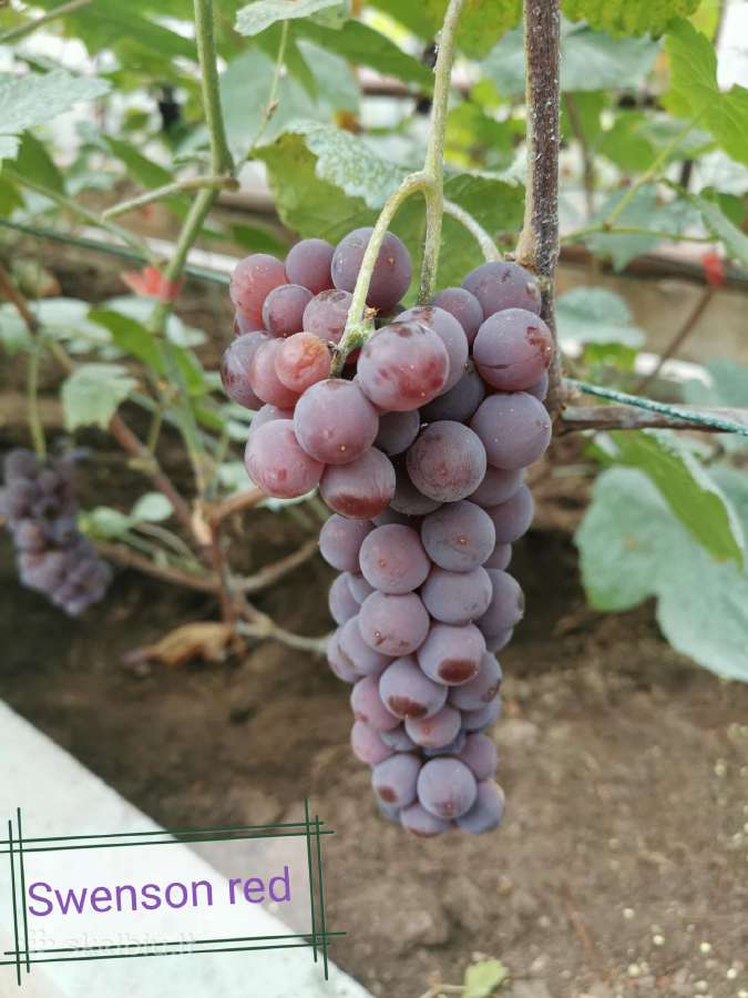 Vynuogių sodinukai - nuotraukos Nr. 8