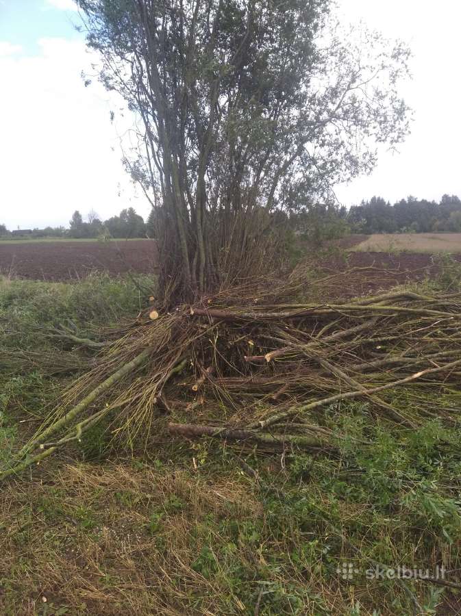 Žemes frezavimas.mulčiavimas.aplinkos tvarkimas - nuotraukos Nr. 15