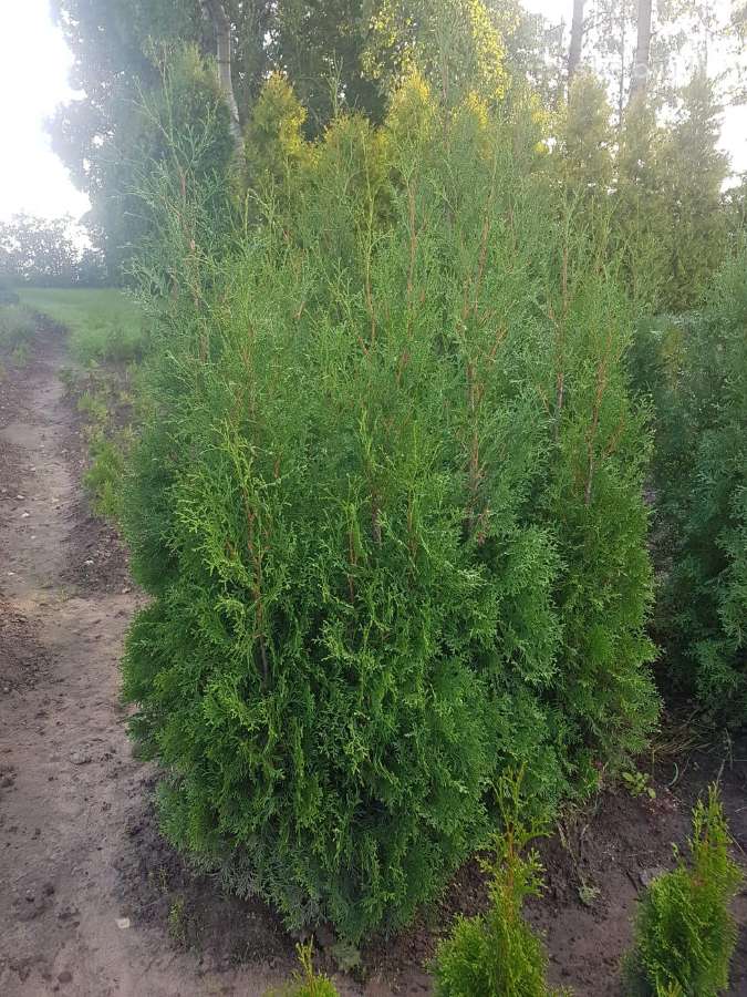 Tujos Smaragd, koloninės tujos, kanadinės eglutės - nuotraukos Nr. 9