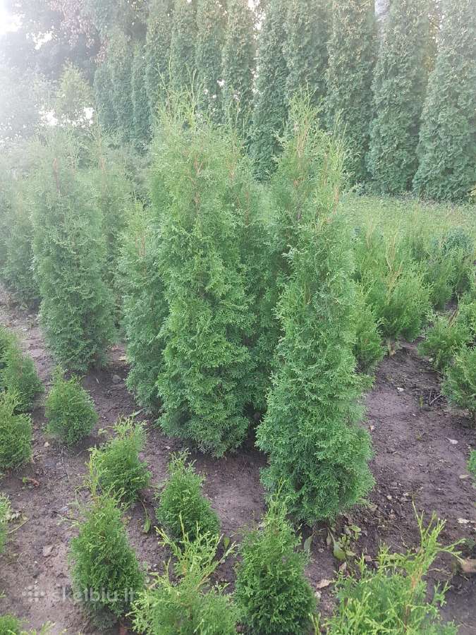 Tujos Smaragd, koloninės tujos, kanadinės eglutės - nuotraukos Nr. 11