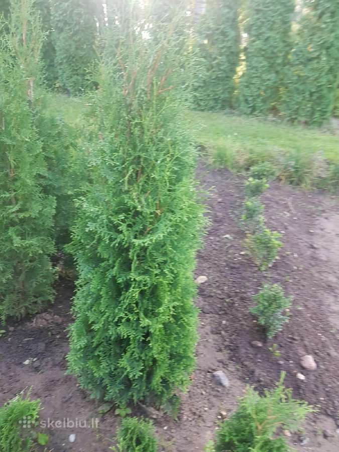 Tujos Smaragd, koloninės tujos, kanadinės eglutės - nuotraukos Nr. 13