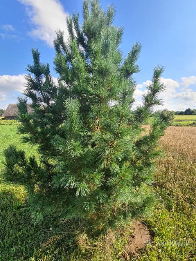 Nedidelių medžių persodinimas / perkėlimas - nuotraukos Nr. 4