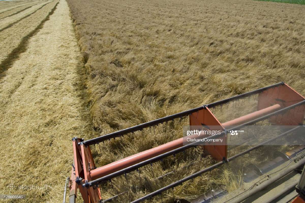 Perkame žolių sėklas