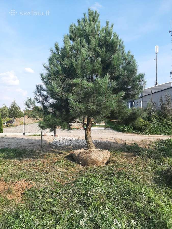 Parduodamos Juodosios pušys ir Paprastos pušys - nuotraukos Nr. 7