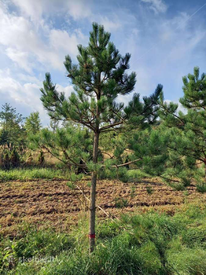 Parduodamos Juodosios pušys ir Paprastos pušys - nuotraukos Nr. 10