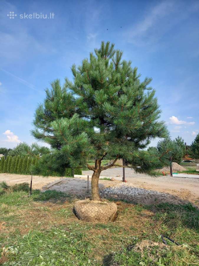 Parduodamos Juodosios pušys ir Paprastos pušys - nuotraukos Nr. 11