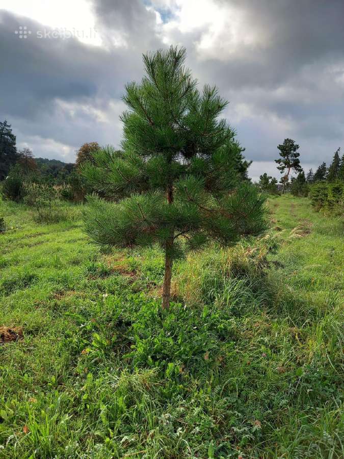 Parduodamos Juodosios pušys ir Paprastos pušys - nuotraukos Nr. 12