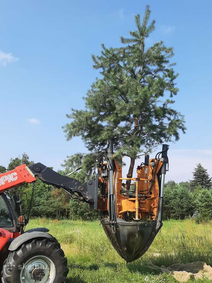 Parduodamos Juodosios pušys ir Paprastos pušys - nuotraukos Nr. 14