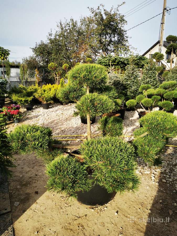 Tujos Smaragd Geriausia kaina ir kokybe Vilnius - nuotraukos Nr. 19