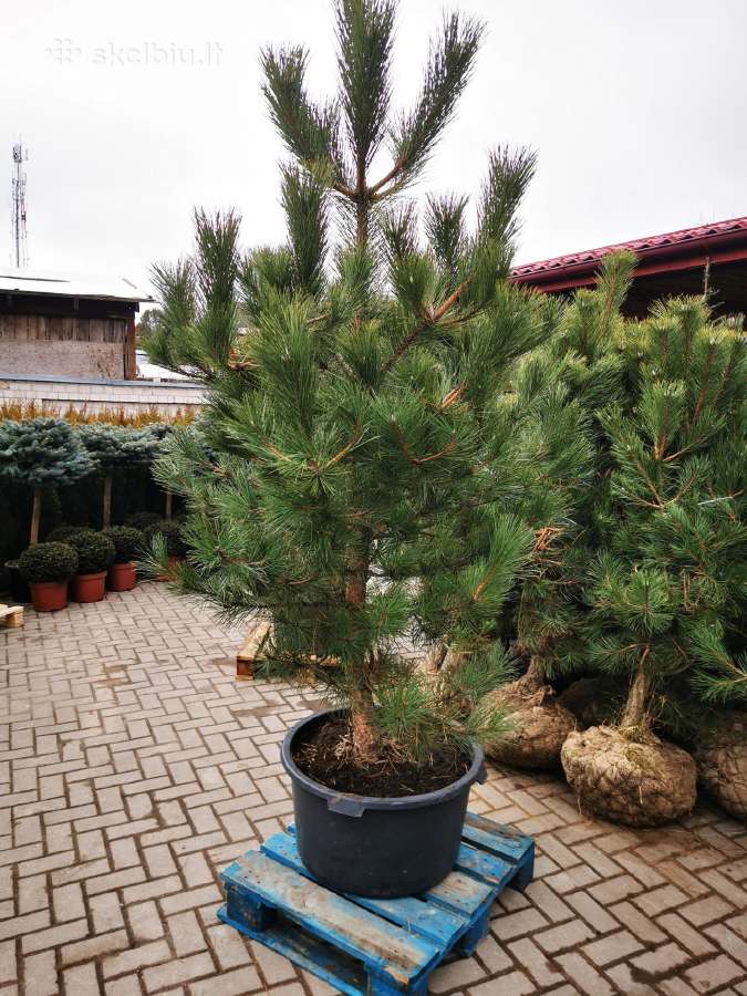 Tujos Smaragd Geriausia kaina ir kokybe Vilnius - nuotraukos Nr. 3