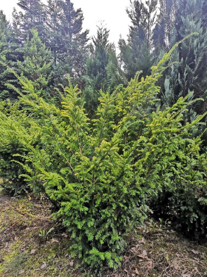 Išparduodu:tujos, kukmedžiai, kadagiai, kalnapušės - nuotraukos Nr. 6