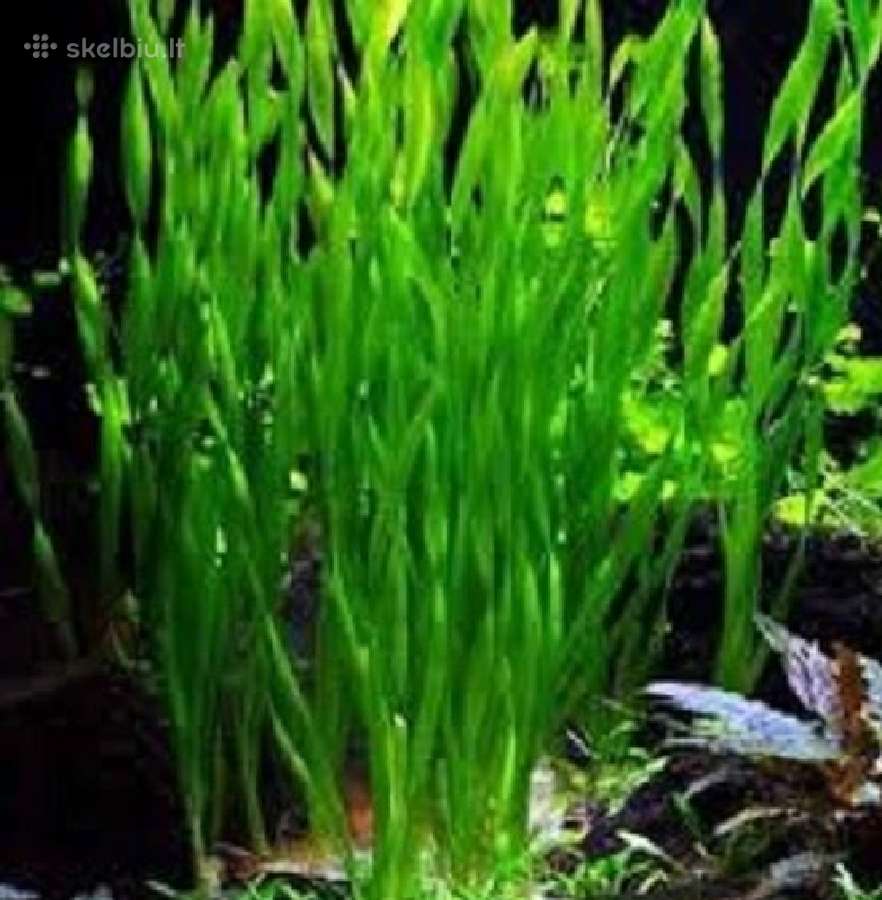 Akvariumo augalai - 10ct/vnt. - nuotraukos Nr. 2
