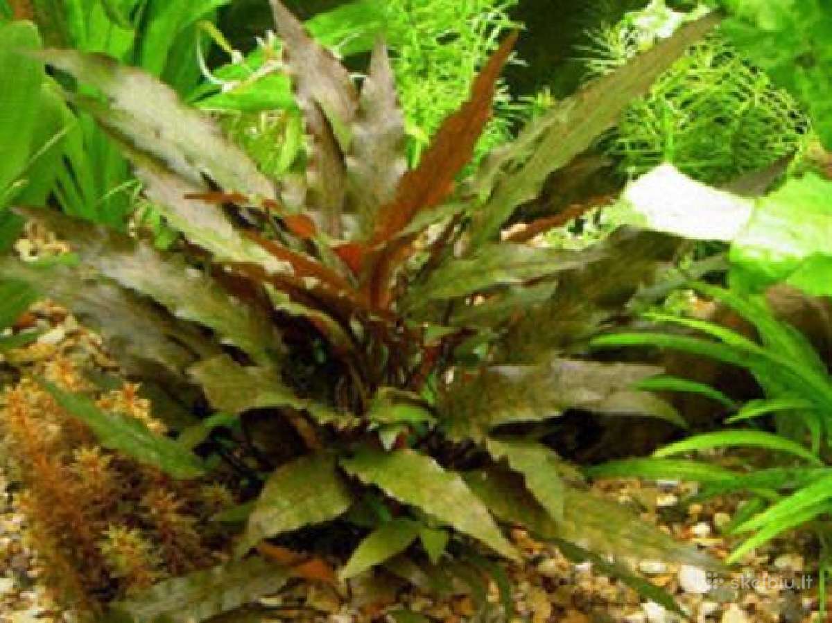 Akvariumo augalai - 10ct/vnt. - nuotraukos Nr. 3