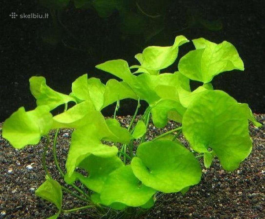 Akvariumo augalai - 10ct/vnt. - nuotraukos Nr. 4