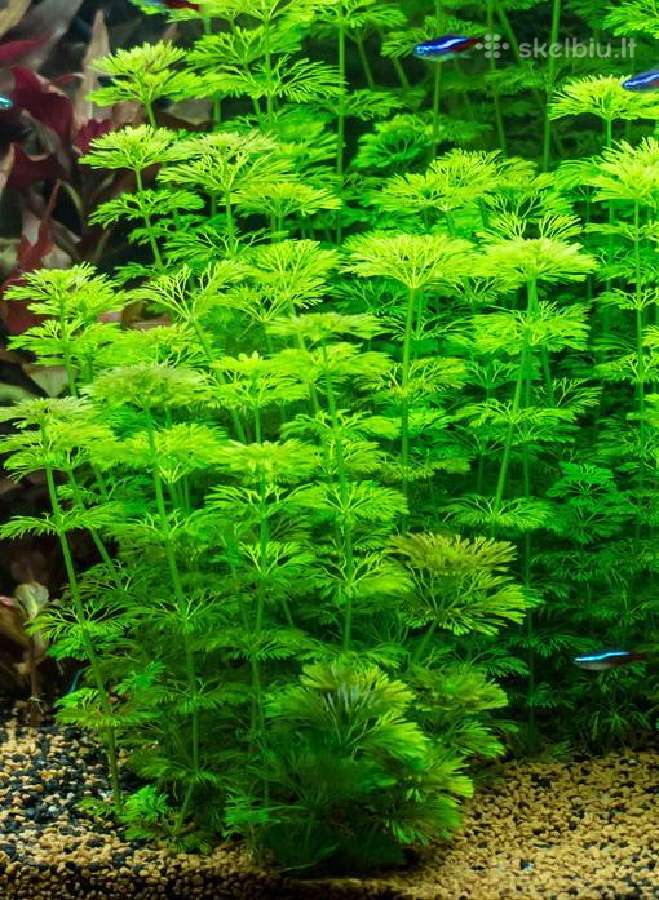Akvariumo augalai - 10ct/vnt. - nuotraukos Nr. 5