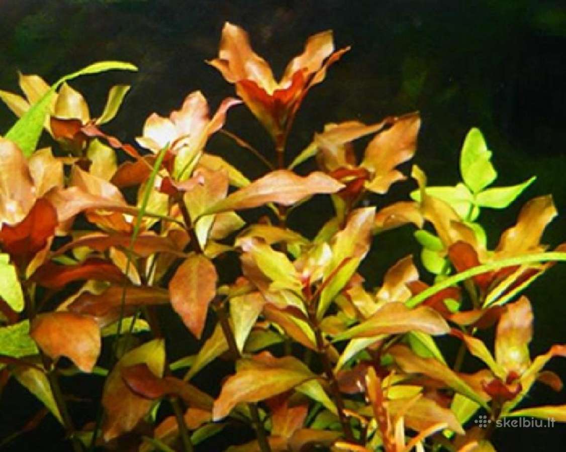 Akvariumo augalai - 10ct/vnt. - nuotraukos Nr. 7