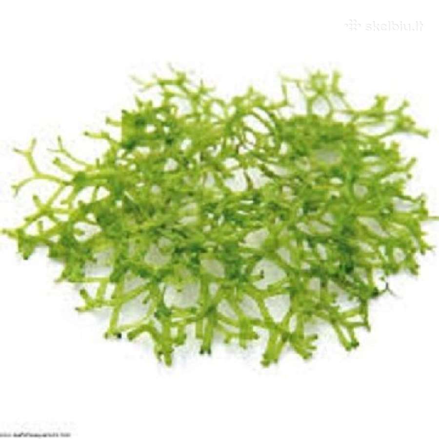 Akvariumo augalai - 10ct/vnt. - nuotraukos Nr. 6