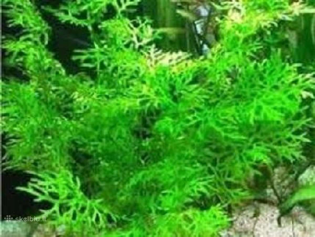 Akvariumo augalai - 10ct/vnt. - nuotraukos Nr. 8
