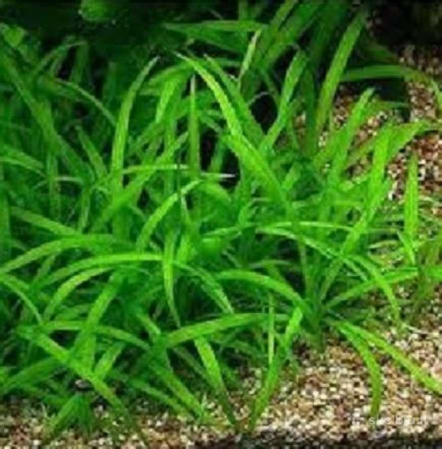 Akvariumo augalai - 10ct/vnt. - nuotraukos Nr. 9