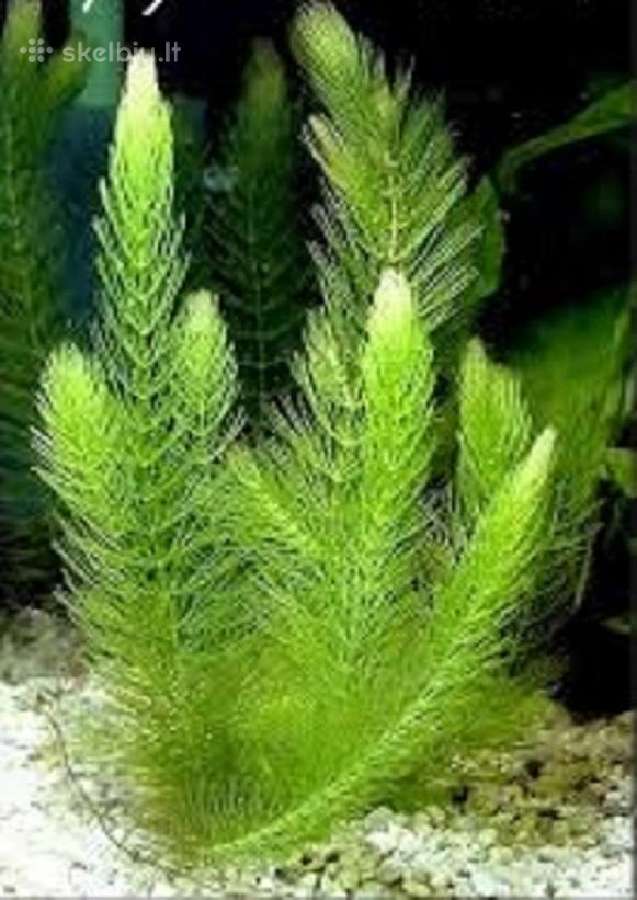 Akvariumo augalai - 10ct/vnt. - nuotraukos Nr. 11