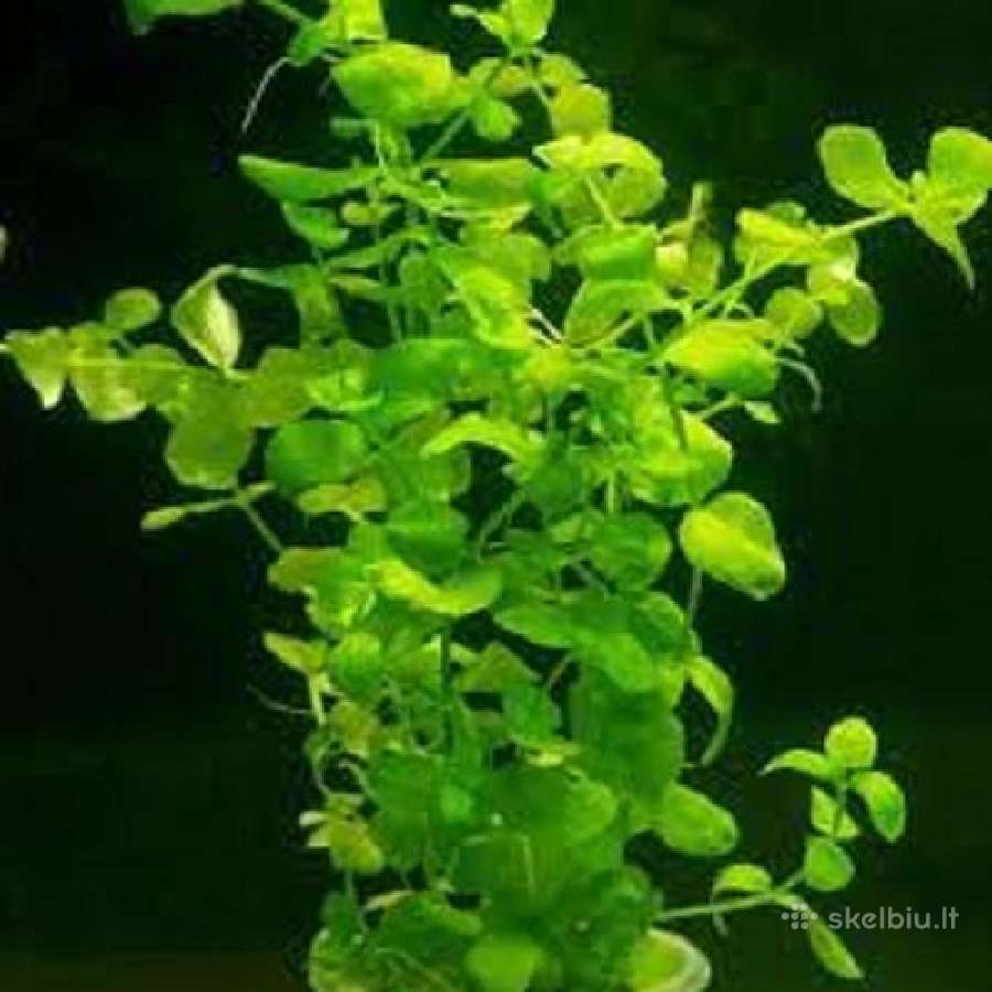 Akvariumo augalai - 10ct/vnt. - nuotraukos Nr. 10