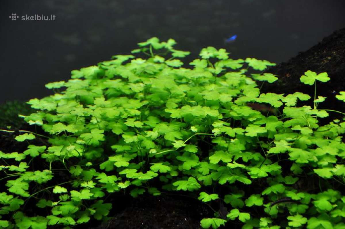 Akvariumo augalai - 10ct/vnt. - nuotraukos Nr. 12
