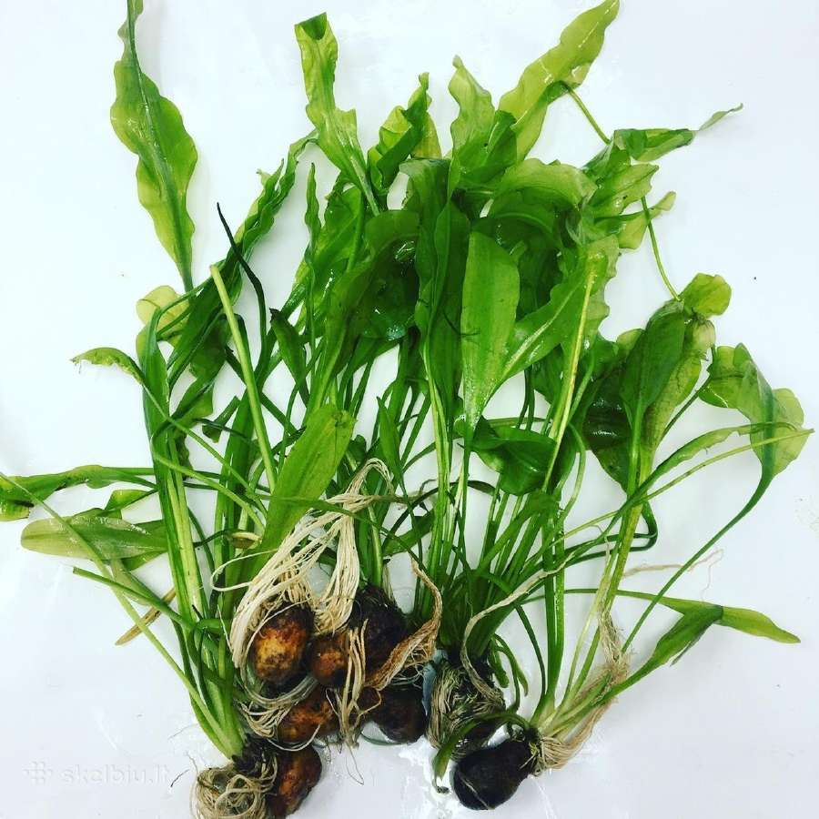 Akvariumo augalai - 10ct/vnt. - nuotraukos Nr. 14