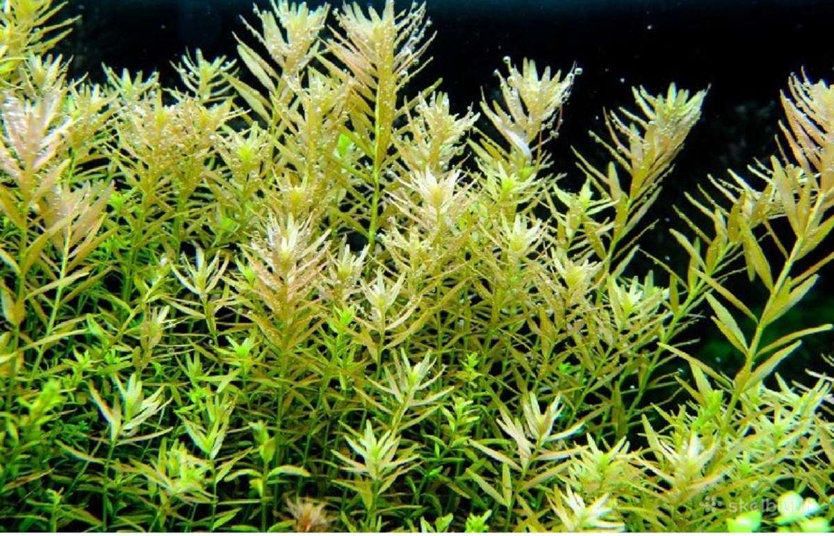 Akvariumo augalai - 10ct/vnt. - nuotraukos Nr. 15