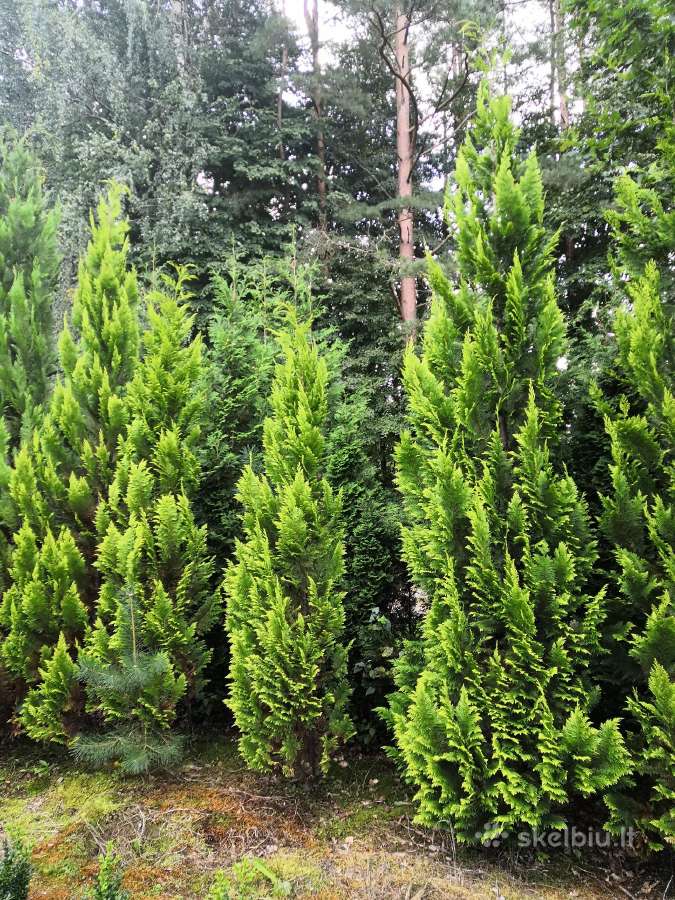 Išparduodu:tujos, kukmedžiai, kadagiai, kalnapušės - nuotraukos Nr. 8