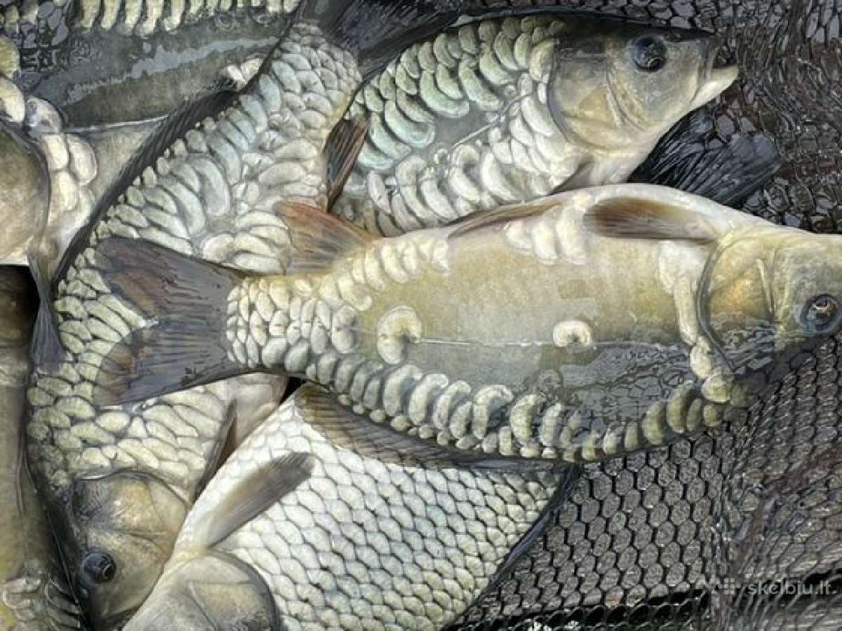 Karpių mailius įžuvinimui 0.4eur/vnt.karpiukai - nuotraukos Nr. 2