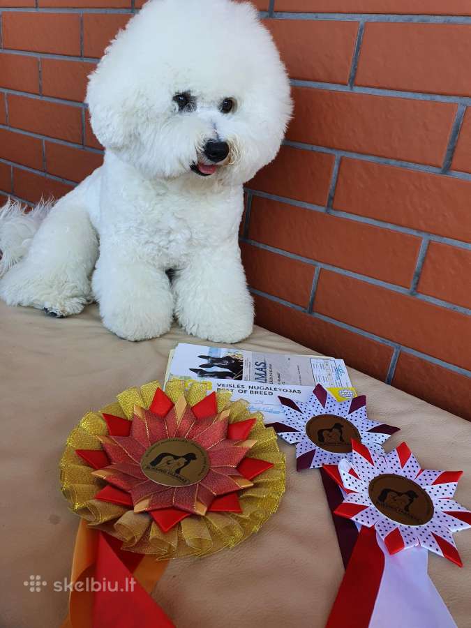Kilmingi garbanotieji bišonai/ bichon frise - nuotraukos Nr. 34