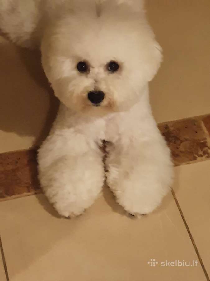 Kilmingi garbanotieji bišonai/ bichon frise - nuotraukos Nr. 32